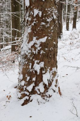 Dobřany, 18.1.2021
Chřiby, zachovalá bučina na severní části hřbetu. Javor osídlený Phloeostichus denticollis.
Schlüsselwörter: Orlické hory Dobřany Chřiby bučina Phloeostichus denticollis