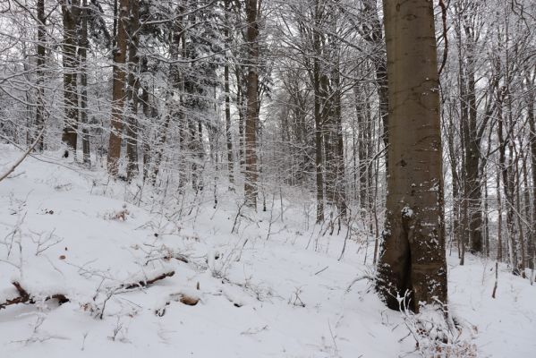 Dobřany, 18.1.2021
Chřiby, zachovalá bučina na severní části hřbetu.
Schlüsselwörter: Orlické hory Dobřany Chřiby bučina