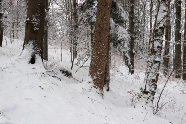 Dobřany, 18.1.2021
Chřiby, zachovalá bučina na severní části hřbetu.
Schlüsselwörter: Orlické hory Dobřany Chřiby bučina