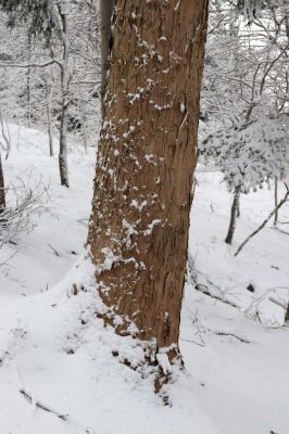 Dobřany, 18.1.2021
Chřiby, javor v zachovalé bučině na severní části hřbetu.
Klíčová slova: Orlické hory Dobřany Chřiby bučina