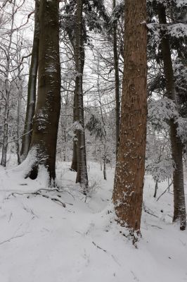 Dobřany, 18.1.2021
Chřiby, zachovalá bučina na severní části hřbetu.
Keywords: Orlické hory Dobřany Chřiby bučina Phloeostichus denticollis