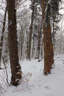 Dobřany, 18.1.2021
Chřiby, zachovalá bučina na severní části hřbetu.
Mots-clés: Orlické hory Dobřany Chřiby bučina Phloeostichus denticollis