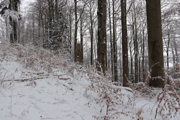 Dobřany, 18.1.2021
Chřiby, zachovalá bučina na severní části hřbetu.
Keywords: Orlické hory Dobřany Chřiby bučina