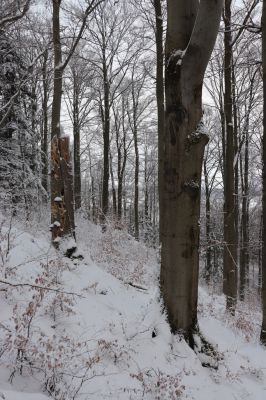 Dobřany, 18.1.2021
Chřiby, zachovalá bučina na severní části hřbetu.
Klíčová slova: Orlické hory Dobřany Chřiby bučina