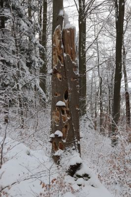 Dobřany, 18.1.2021
Chřiby, zachovalá bučina na severní části hřbetu.
Klíčová slova: Orlické hory Dobřany Chřiby bučina