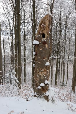 Dobřany, 18.1.2021
Chřiby, zachovalá bučina na severní části hřbetu.
Keywords: Orlické hory Dobřany Chřiby bučina