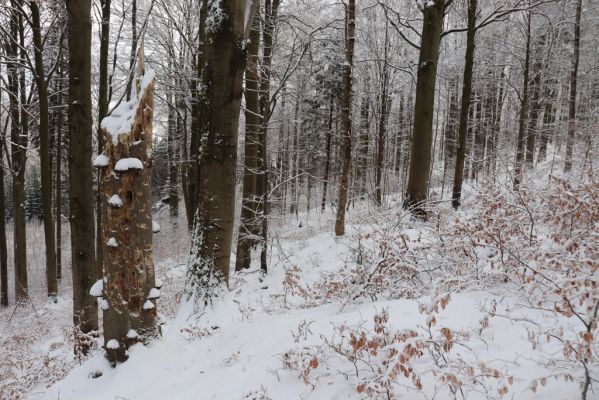 Dobřany, 18.1.2021
Chřiby, zachovalá bučina na severní části hřbetu.
Klíčová slova: Orlické hory Dobřany Chřiby bučina