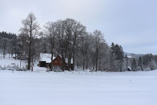 Dobřany, 18.1.2021
V Dolcích.
Keywords: Orlické hory Dobřany V Dolcích