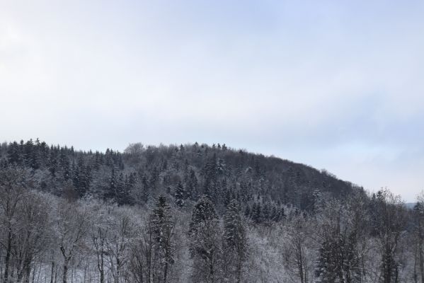 Deštné v Orlických horách, 18.1.2021
Plasnice, V Dolcích - pohled na Chřiby. Zachovalý bukový les v severní části hřbetu. 
Klíčová slova: Orlické hory Deštné v Orlických horách Plasnice V Dolcích Chřiby Phloeostichus denticollis