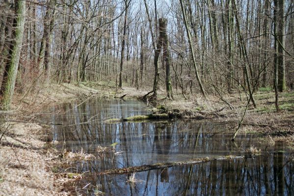 Oseček, 31.3.2005
Libický luh u soutoku Labe a Cidliny.



Schlüsselwörter: Oseček Libický luh