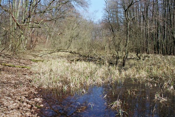 Oseček, 31.3.2005
Libický luh u soutoku Labe a Cidliny.



Schlüsselwörter: Oseček Libický luh