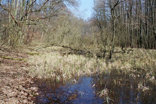 Oseček, 31.3.2005
Libický luh u soutoku Labe a Cidliny.



Klíčová slova: Oseček Libický luh