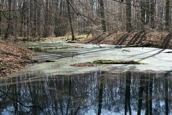 Oseček, 31.3.2005
Libický luh u soutoku Labe a Cidliny.
Klíčová slova: Oseček Libický luh