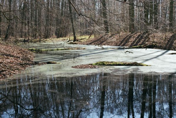 Oseček, 31.3.2005
Libický luh u soutoku Labe a Cidliny.
Schlüsselwörter: Oseček Libický luh