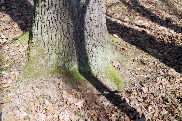 Oseček, 31.3.2005
Libický luh u soutoku Labe a Cidliny. Zimoviště druhů čeledi Throscidae.


Mots-clés: Oseček Libický luh Aulonothroscus brevicollis Trixagus leseigneuri