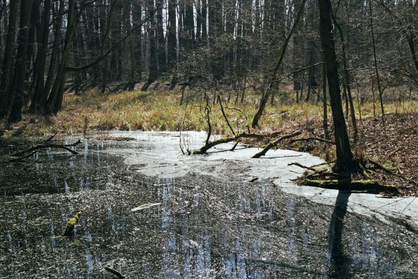 Oseček, 31.3.2005
Libický luh u soutoku Labe a Cidliny.

Schlüsselwörter: Oseček Libický luh