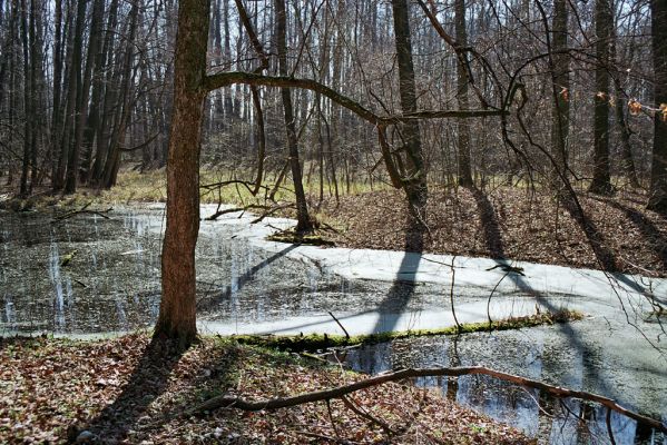 Oseček, 31.3.2005
Libický luh u soutoku Labe a Cidliny.


Schlüsselwörter: Oseček Libický luh