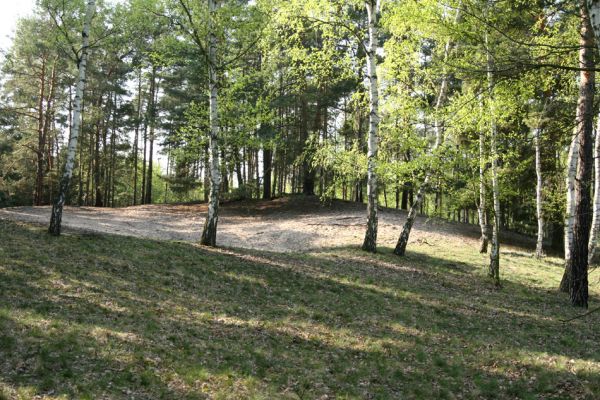 Oseček, 13.4.2009
Přírodní památka Písečný přesyp u Osečka. Příklad nevhodného ochranářského manegementu. Plocha volných písků je malá a je stíněna okolními porosty. Více druhů brouků jsme našli na nedaleké holoseči...
Klíčová slova: Oseček Písečný přesyp