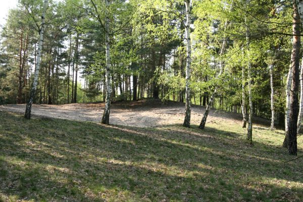 Oseček, 13.4.2009
Přírodní památka Písečný přesyp u Osečka. Příklad nevhodného ochranářského manegementu. Plocha volných písků je malá a je stíněna okolními porosty. Více druhů brouků jsme našli na nedaleké holoseči...
Keywords: Oseček Písečný přesyp