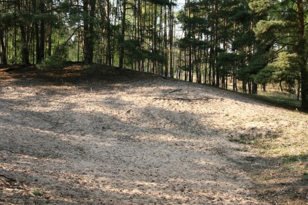 Oseček, 13.4.2009
Přírodní památka Písečný přesyp u Osečka. Příklad nevhodného ochranářského manegementu. Plocha volných písků je malá a je stíněna okolními porosty. Více druhů brouků jsme našli na nedaleké holoseči...
Keywords: Oseček Písečný přesyp