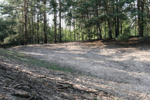 Oseček, 13.4.2009
Přírodní památka Písečný přesyp u Osečka. Příklad nevhodného ochranářského manegementu. Plocha volných písků je malá a je stíněna okolními porosty. Více druhů brouků jsme našli na nedaleké holoseči...
Schlüsselwörter: Oseček Písečný přesyp