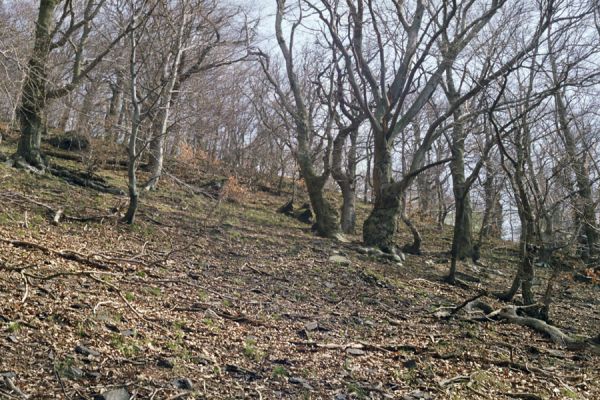 Osek, 9.4.2002
Suťový les na jižním svahu údolí Oseckého potoka.
Klíčová slova: Krušné hory hrad Osek Ampedus Crepidophorus mutilatus páchník Osmoderma