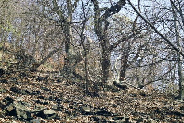 Osek, 9.4.2002
Suťový les na jižním svahu údolí Oseckého potoka.
Klíčová slova: Krušné hory hrad Osek Ampedus Crepidophorus mutilatus páchník Osmoderma