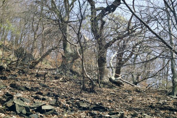 Osek, 9.4.2002
Suťový les na jižním svahu údolí Oseckého potoka.
Schlüsselwörter: Krušné hory hrad Osek Ampedus Crepidophorus mutilatus páchník Osmoderma