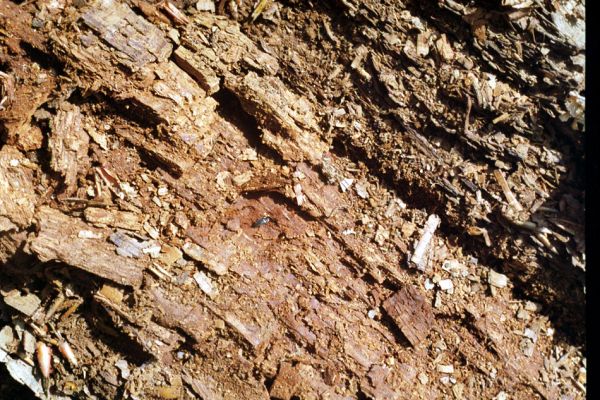 Osek, 9.4.2002
Suťový les na jižním svahu údolí Oseckého potoka. Kovařík Ampedus erythrogonus v kukelní kolébce v trouchnivém dřevě padlého kmene dubu.
Klíčová slova: Krušné hory hrad Osek Ampedus erythrogonus