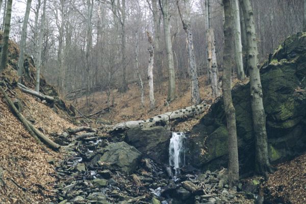 Osek, Vlčí důl, 9.4.2002
Bukový les v rezervaci Vlčí důl.

Keywords: Krušné hory Osek Vlčí důl Denticollis rubens