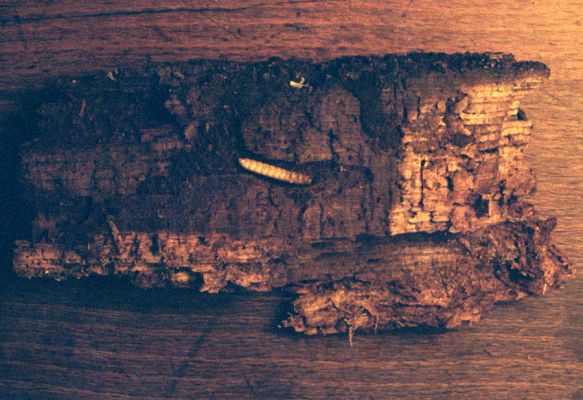 Osek, Vlčí důl, 9.4.2002
Larva kovaříka Denticollis rubens v trouchnivém dřevě padlého kmene buku.
Schlüsselwörter: Krušné hory Osek Vlčí důl Denticollis rubens