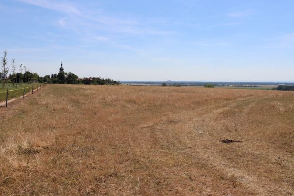 Osice, 29.6.2019
Jižní pastvina.
Schlüsselwörter: Osice jižní pastvina