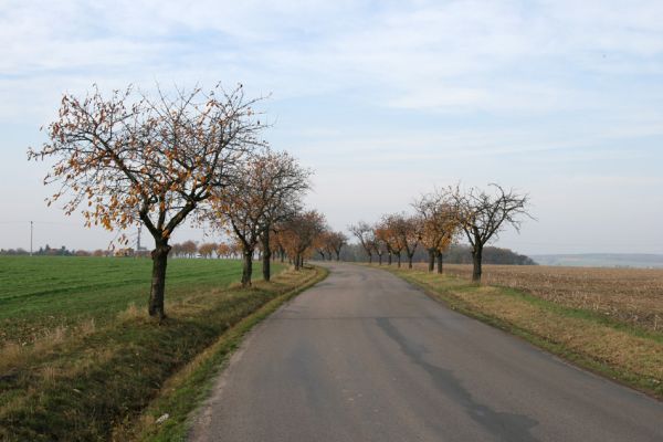 Osičky, 5.11.2008
Stará třešňová alej u cesty na Syrovátku. Biotop krasce Anthaxia candens.
Klíčová slova: Osičky Anthaxia candens Syrovátka třešeň