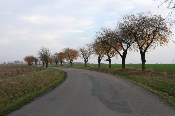 Syrovátka, 5.11.2008
Třešňová alej u silnice na Osičky. Biotop krasce Anthaxia candens.
Keywords: Syrovátka Osičky Anthaxia candens třešeň