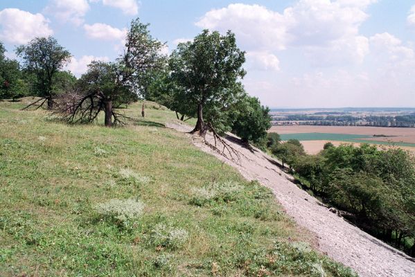 Opolany, 4.8.2004
Vrch Oškobrh.

Keywords: Opolany vrch Oškobrh Agriotes gallicus