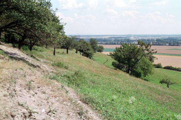 Opolany, 4.8.2004
Vrch Oškobrh.


Keywords: Opolany vrch Oškobrh Agriotes gallicus