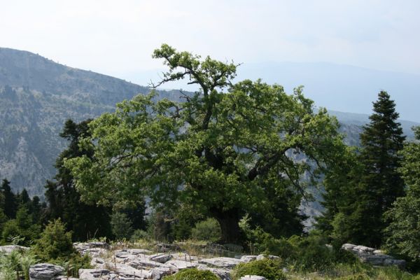 Ossa Mts, Stomio-Spilia, 11.6.2008
Horské sedlo mezi obcemi Stomia a Spilia. Starý solitérní buk, z jehož větví byl sklepán Crepidophorus mutilatus.



Mots-clés: Greece Stomio Spilia Ossa Mts Crepidophorus mutilatus