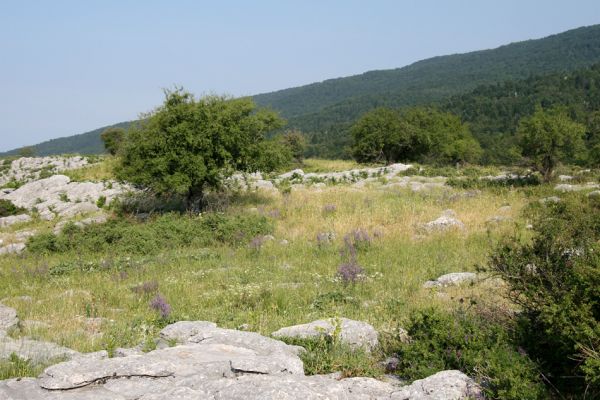 Ossa Mts, Stomio-Spilia, 11.6.2008
Horské sedlo mezi obcemi Stomia a Spilia. Biotop kovaříka Athous freudei.



Keywords: Greece Stomio Spilia Ossa Mts Athous freudei Melanotus crassicollis brunnipes