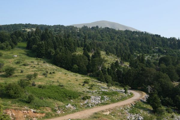 Ossa Mts, Stomio-Spilia, 11.6.2008
Horské sedlo mezi obcemi Stomio a Spilia.
Keywords: Greece Stomio Spilia Ossa Mts Crepidophorus mutilatus