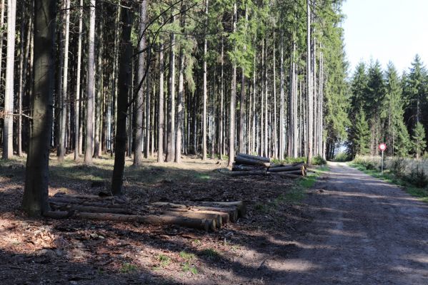 Lično, 9.4.2020
Ostašovice, les u Běliště.
Klíčová slova: Lično Ostašovice Běliště