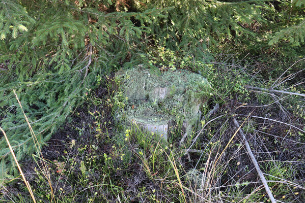 Staré Hamry, 20.10.2022
Velký les.
Klíčová slova: Beskydy Staré Hamry Velký les Ampedus tristis balteatus