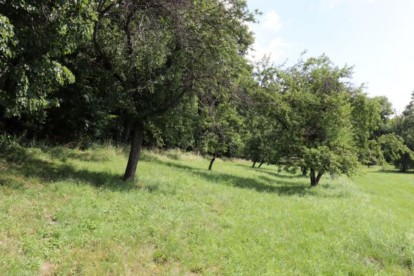 Ostřetín, 2.8.2021
Javůrka - ovocný sad.
Schlüsselwörter: Ostřetín Javůrka sad Agriotes gallicus
