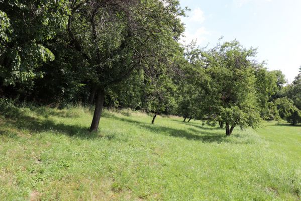 Ostřetín, 2.8.2021
Javůrka - ovocný sad.
Keywords: Ostřetín Javůrka sad Agriotes gallicus