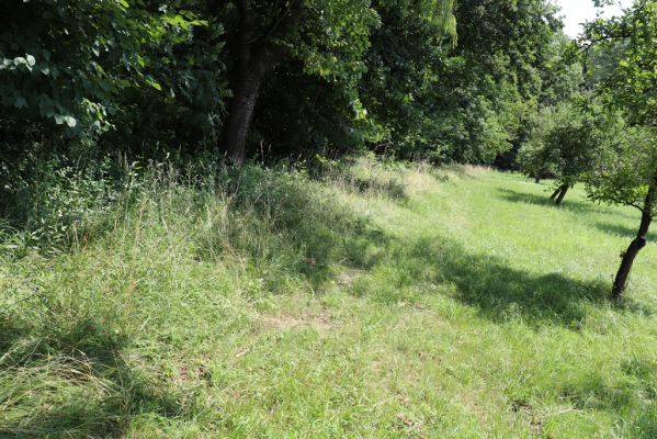 Ostřetín, 2.8.2021
Javůrka - ovocný sad.
Keywords: Ostřetín Javůrka sad Agriotes gallicus