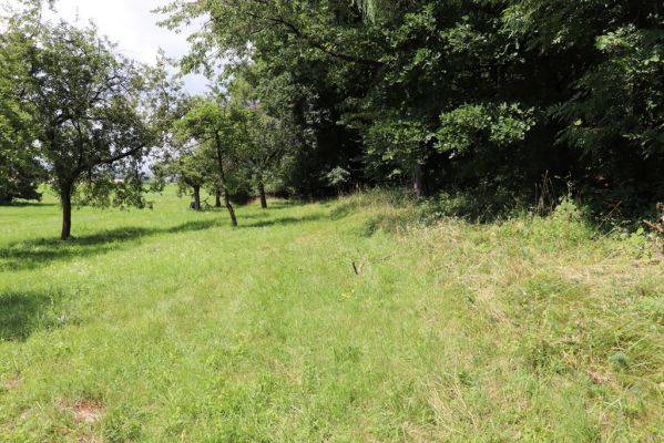 Ostřetín, 2.8.2021
Javůrka - ovocný sad.
Klíčová slova: Ostřetín Javůrka sad Agriotes gallicus