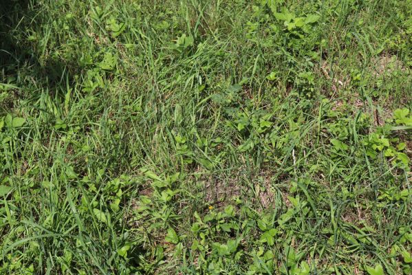 Ostřetín, 2.8.2021
Javůrka - ovocný sad.
Klíčová slova: Ostřetín Javůrka sad Agriotes gallicus