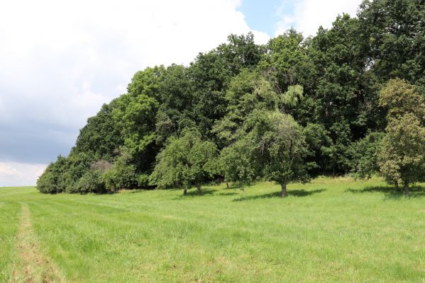 Ostřetín, 2.8.2021
Javůrka - ovocný sad.
Schlüsselwörter: Ostřetín Javůrka sad Agriotes gallicus