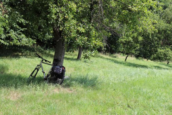 Ostřetín, 2.8.2021
Javůrka - ovocný sad.
Schlüsselwörter: Ostřetín Javůrka sad Agriotes gallicus