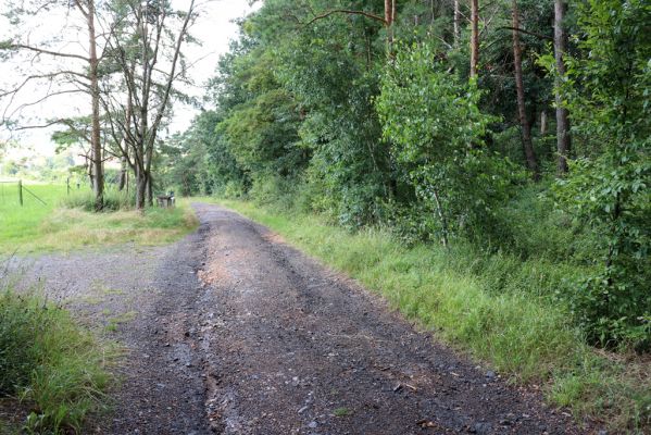 Ostřetín, 2.8.2021
Vinice - cesta u vodárny.
Schlüsselwörter: Ostřetín Vinice Agriotes gallicus