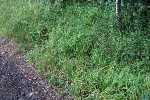 Ostřetín, 2.8.2021
Vinice - cesta u vodárny.
Klíčová slova: Ostřetín Vinice Agriotes gallicus